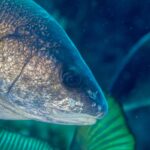 Primo piano della testa di una corvina girata verso destra: squame bruno dorate con riflessi bronzei, grande occhio scuro, muso arrotondato e piccola bocca bassa dalle labbra chiare, senza barbiglio, su uno sfondo blu-verde sfocato.