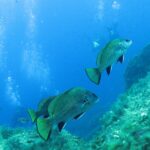 Tre corvine dai riflessi verde bronzo e dalle pinne orlate di nero nuotano sopra rocce coperte di alghe, davanti a sub e alle loro colonne di bolle nel blu.