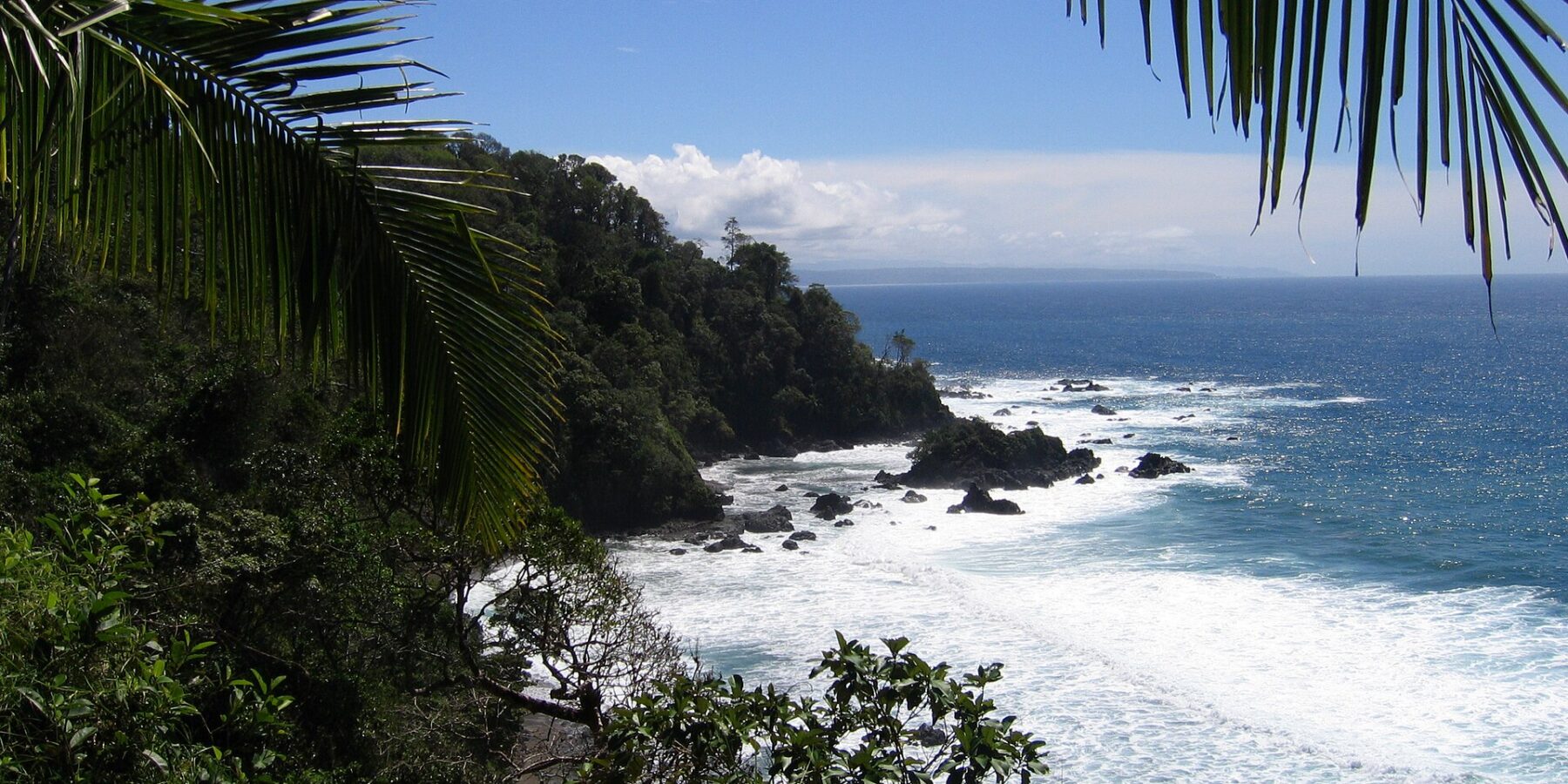 La costa rocciosa e boscosa dell'isola del Caño vista tra le foglie di una palma da cocco, la schiuma bianca sugli scogli e l'oceano blu fino all'orizzonte