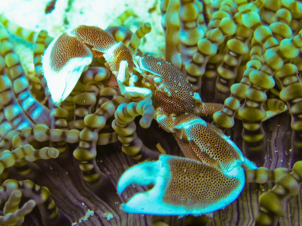 Primo piano di un granchio porcellana maculato, con le chele aperte, tra i tentacoli a punta tonda di un anemone