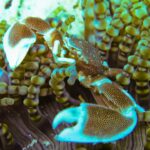 Primo piano di un granchio porcellana maculato, con le chele aperte, tra i tentacoli a punta tonda di un anemone