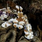Due gamberi arlecchino bianchi macchiati di marrone e di blu sul braccio di una stella marina viola, tra i detriti di corallo