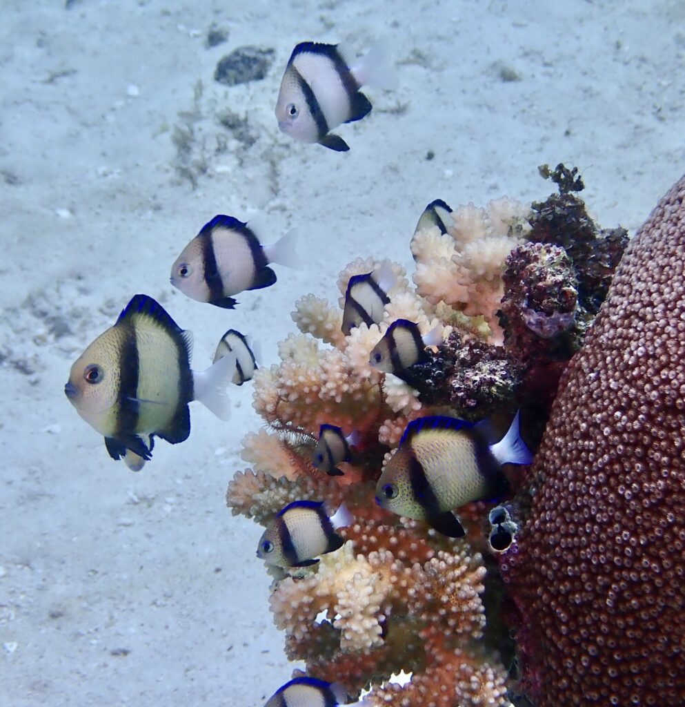 Una decina di dascyllus bianchi a due bande nere raggruppati sopra un corallo ramificato rosa, accanto a un grosso corallo massiccio marrone, su fondo di sabbia chiara