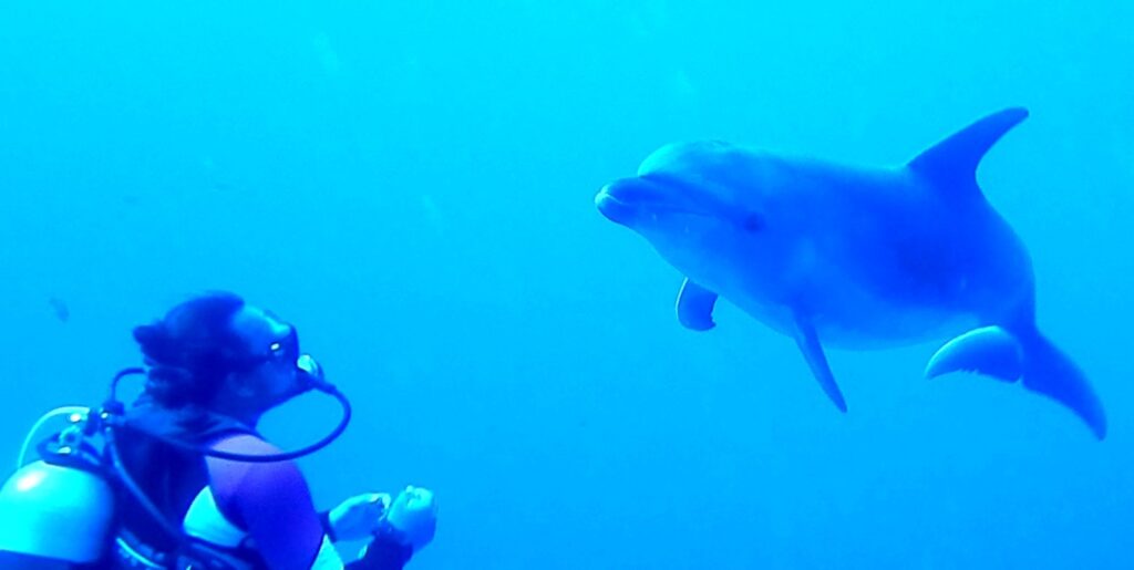 Un tursiope si avvicina di fronte a un sub immobile, in un'acqua di un blu intenso