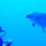Un tursiope si avvicina di fronte a un sub immobile, in un'acqua di un blu intenso