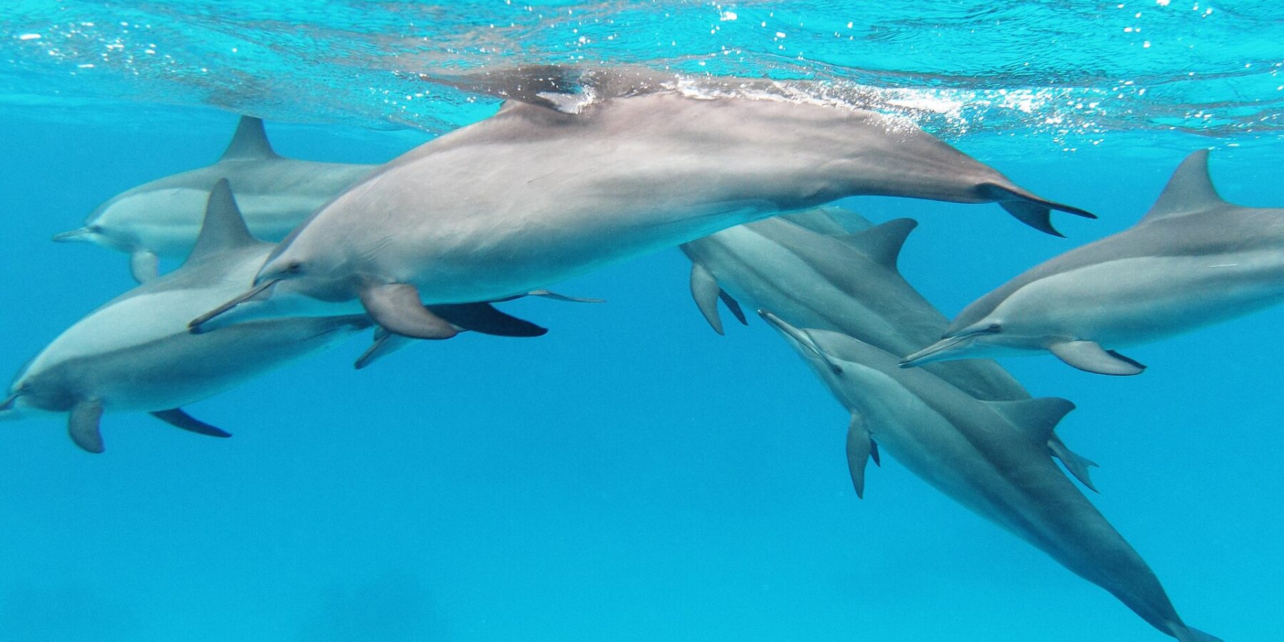 Un gruppo di sei stenelle dal lungo rostro nuota sotto la superficie in un'acqua turchese, nel Mar Rosso