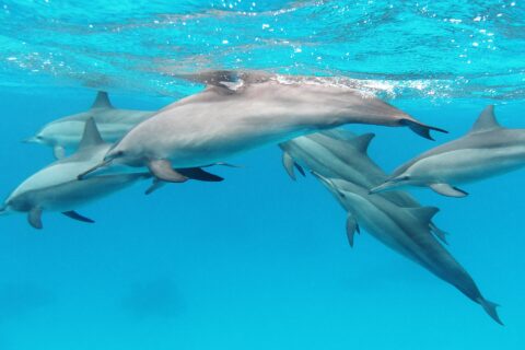 Un gruppo di sei stenelle dal lungo rostro nuota sotto la superficie in un'acqua turchese, nel Mar Rosso
