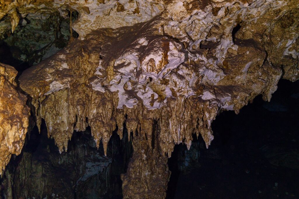 Un soffitto di calcare marrone e bianco irto di stalattiti corte, illuminato con la torcia, nella caverna di Dos Ojos