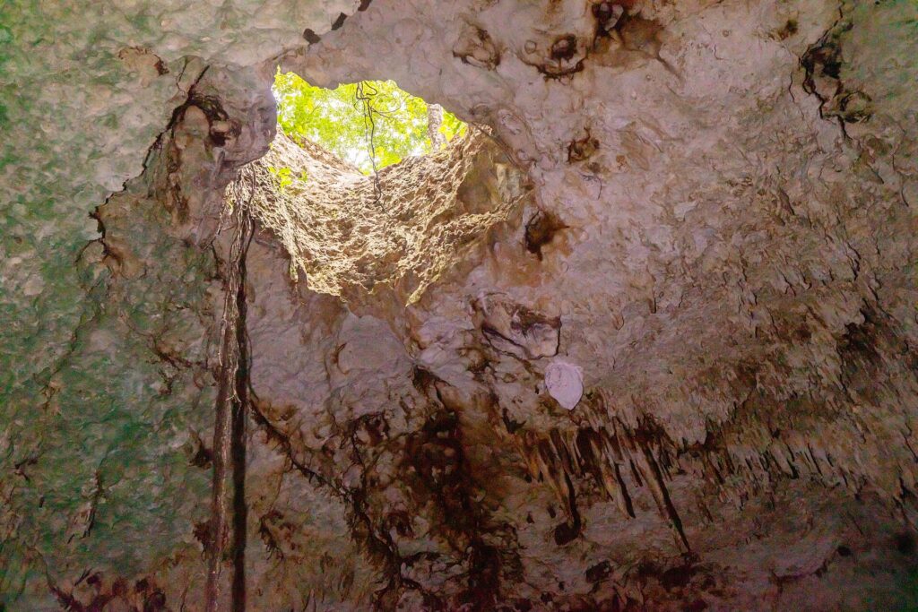 Vista dall'acqua verso un'apertura rotonda nel soffitto del cenote, con la giungla verde fuori, radici che pendono e stalattiti sulla volta bianca
