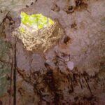 Vista dall'acqua verso un'apertura rotonda nel soffitto del cenote, con la giungla verde fuori, radici che pendono e stalattiti sulla volta bianca