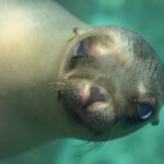 Primo piano della testa di un giovane leone marino della California che guarda l'obiettivo, con il muso puntato e i baffi chiari, in un'acqua turchese