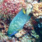 Una damigella gioiello verde blu punteggiata di blu vivo, con la coda gialla, a testa in giù davanti a una roccia coperta di alghe rosse