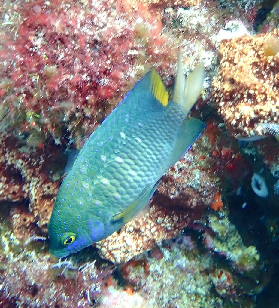 Una damigella gioiello verde blu punteggiata di blu vivo, con la coda gialla, a testa in giù davanti a una roccia coperta di alghe rosse