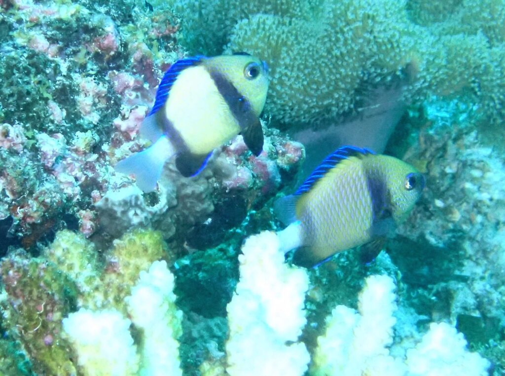 Due dascyllus giallo pallido con una banda nera e pinne blu davanti a un corallo bianco e coralli incrostanti rosa, in un'acqua verde