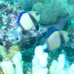 Due dascyllus giallo pallido con una banda nera e pinne blu davanti a un corallo bianco e coralli incrostanti rosa, in un'acqua verde