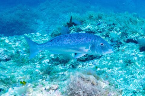Un dentice nuota di profilo verso destra sopra un fondo roccioso coperto di alghe: corpo ovale e allungato, grigio-azzurro con riflessi rosa, cosparso di macchioline nere sul dorso e sui fianchi, testa grossa dal profilo arrotondato e coda forcuta.