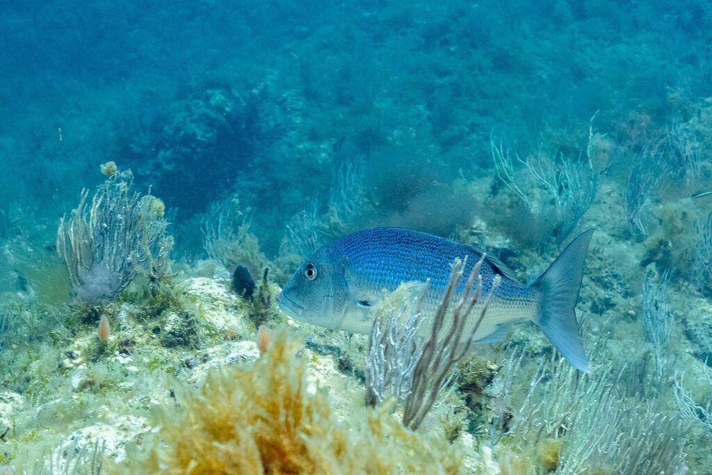 Un dentice adulto nuota verso sinistra tra gorgonie bianche, su un fondo roccioso coperto di alghe: dorso blu vivo cosparso di puntini scuri, ventre più chiaro, testa massiccia dal profilo arrotondato e coda forcuta.