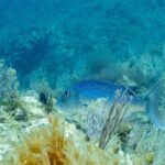 Un dentice adulto nuota verso sinistra tra gorgonie bianche, su un fondo roccioso coperto di alghe: dorso blu vivo cosparso di puntini scuri, ventre più chiaro, testa massiccia dal profilo arrotondato e coda forcuta.