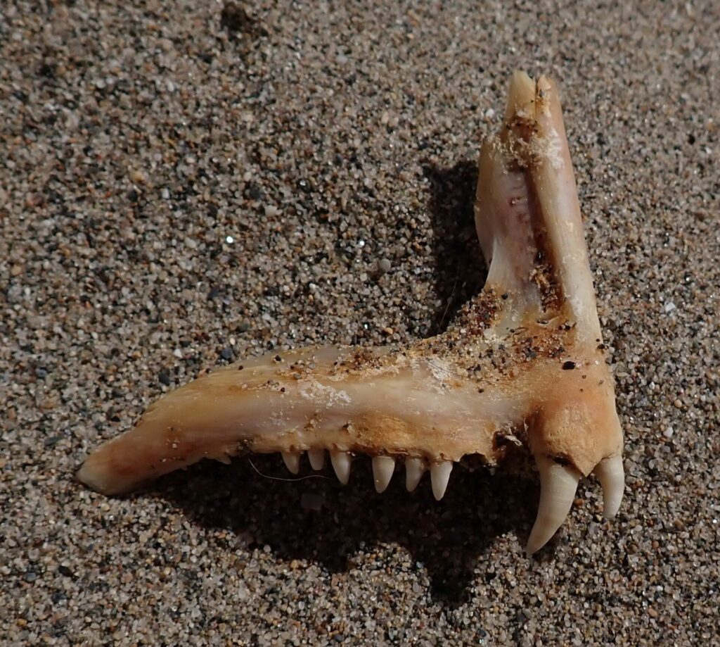 Un osso di mascella di dentice appoggiato sulla sabbia: una fila di piccoli denti conici e, sul davanti, due grandi canini bianchi e ricurvi.