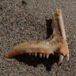 Un osso di mascella di dentice appoggiato sulla sabbia: una fila di piccoli denti conici e, sul davanti, due grandi canini bianchi e ricurvi.