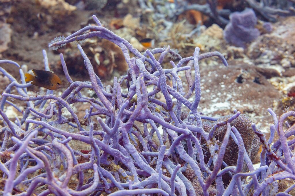 Un cespuglio di spugne a corda viola sul reef di Cozumel, con una piccola castagnola bruna dalla coda gialla davanti
