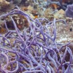 Un cespuglio di spugne a corda viola sul reef di Cozumel, con una piccola castagnola bruna dalla coda gialla davanti