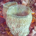 Una spugna a vaso azzurra, un calice blu verde con le pareti pieghettate, dritta su una parete coperta di alghe rosse e coralli, a Cozumel
