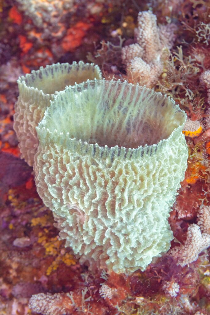 Una spugna a vaso azzurra, un calice blu verde con le pareti pieghettate, dritta su una parete coperta di alghe rosse e coralli, a Cozumel