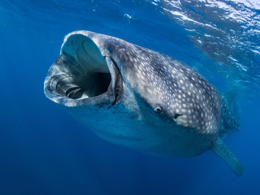 Uno squalo balena visto di fronte appena sotto la superficie, con la bocca spalancata per filtrare il plancton e la pelle grigia punteggiata di macchie bianche in un'acqua blu profondo