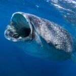 Uno squalo balena visto di fronte appena sotto la superficie, con la bocca spalancata per filtrare il plancton e la pelle grigia punteggiata di macchie bianche in un'acqua blu profondo