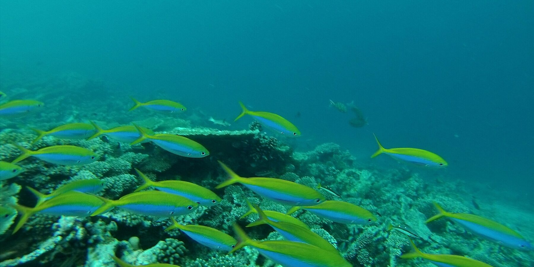 Un banco di fucilieri dal dorso giallo vivo e dai fianchi blu sfreccia sopra un reef di coralli duri, in un'acqua verde