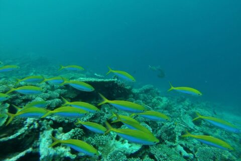 Un banco di fucilieri dal dorso giallo vivo e dai fianchi blu sfreccia sopra un reef di coralli duri, in un'acqua verde