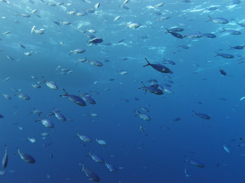 Un banco di fucilieri blu argentati nuota in acqua libera sotto la superficie, con le code profondamente forcute dalle punte scure