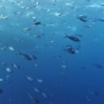 Un banco di fucilieri blu argentati nuota in acqua libera sotto la superficie, con le code profondamente forcute dalle punte scure