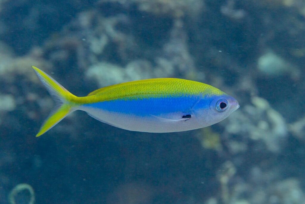 Un fuciliere dal dorso giallo di profilo, il corpo a fuso giallo sopra, blu vivo al centro e bianco sotto, la coda gialla molto forcuta e una macchia nera alla base della pettorale