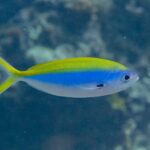 Un fuciliere dal dorso giallo di profilo, il corpo a fuso giallo sopra, blu vivo al centro e bianco sotto, la coda gialla molto forcuta e una macchia nera alla base della pettorale