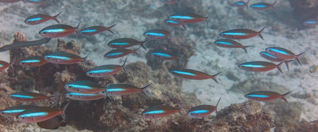 Un banco di fucilieri dal corpo rosso bruno attraversato da una banda blu elettrico nuota sopra un reef e la sabbia, con le code forcute bordate di scuro