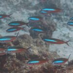 Un banco di fucilieri dal corpo rosso bruno attraversato da una banda blu elettrico nuota sopra un reef e la sabbia, con le code forcute bordate di scuro