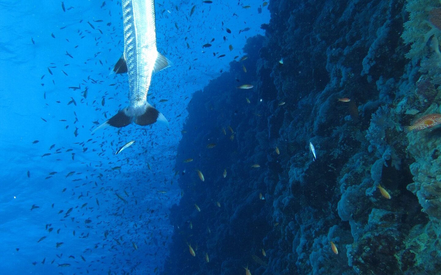 Un barracuda maggiore in verticale lungo la parete di Elphinstone, in mezzo a una nuvola di pesciolini