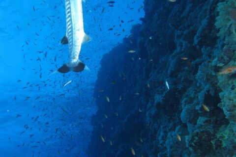 Un barracuda maggiore in verticale lungo la parete di Elphinstone, in mezzo a una nuvola di pesciolini