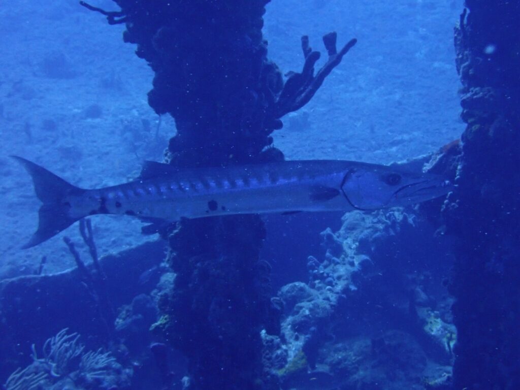 Un barracuda maggiore passa di profilo davanti a pilastri coperti di spugne, con la testa a destra: lungo corpo argentato attraversato da bande scure sul dorso, qualche macchia nera sparsa verso la coda e coda forcuta.