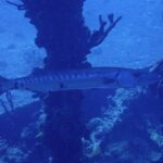 Un barracuda maggiore passa di profilo davanti a pilastri coperti di spugne, con la testa a destra: lungo corpo argentato attraversato da bande scure sul dorso, qualche macchia nera sparsa verso la coda e coda forcuta.