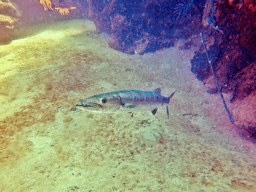 Un barracuda maggiore sopra un fondo di sabbia, con la testa a sinistra e le fauci socchiuse: mascella inferiore sporgente armata di denti lunghi e appuntiti, occhio grande, corpo argentato e allungato; rocce coperte di spugne a destra.
