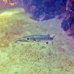 Un barracuda maggiore sopra un fondo di sabbia, con la testa a sinistra e le fauci socchiuse: mascella inferiore sporgente armata di denti lunghi e appuntiti, occhio grande, corpo argentato e allungato; rocce coperte di spugne a destra.