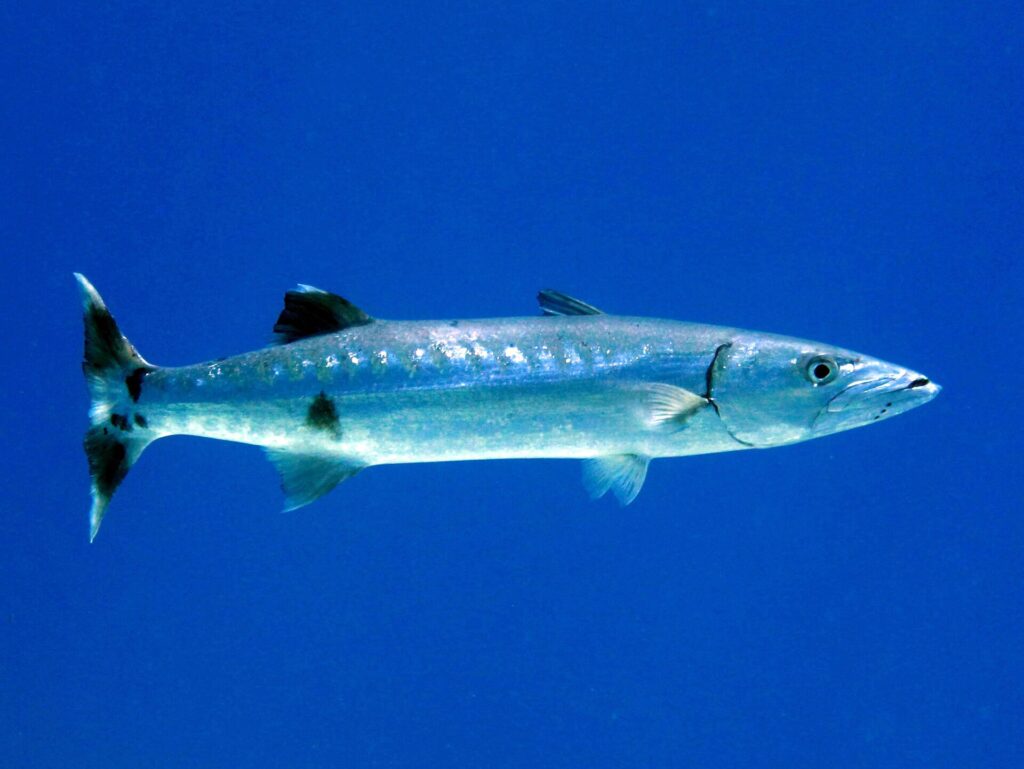 Un barracuda maggiore di profilo in acqua libera blu, con la testa a destra: lungo corpo argentato, qualche macchia nera sparsa sulla parte bassa dei fianchi, due pinne dorsali molto distanziate, mascella inferiore sporgente e coda forcuta scura dalle punte bianche.