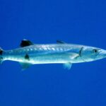Un barracuda maggiore di profilo in acqua libera blu, con la testa a destra: lungo corpo argentato, qualche macchia nera sparsa sulla parte bassa dei fianchi, due pinne dorsali molto distanziate, mascella inferiore sporgente e coda forcuta scura dalle punte bianche.
