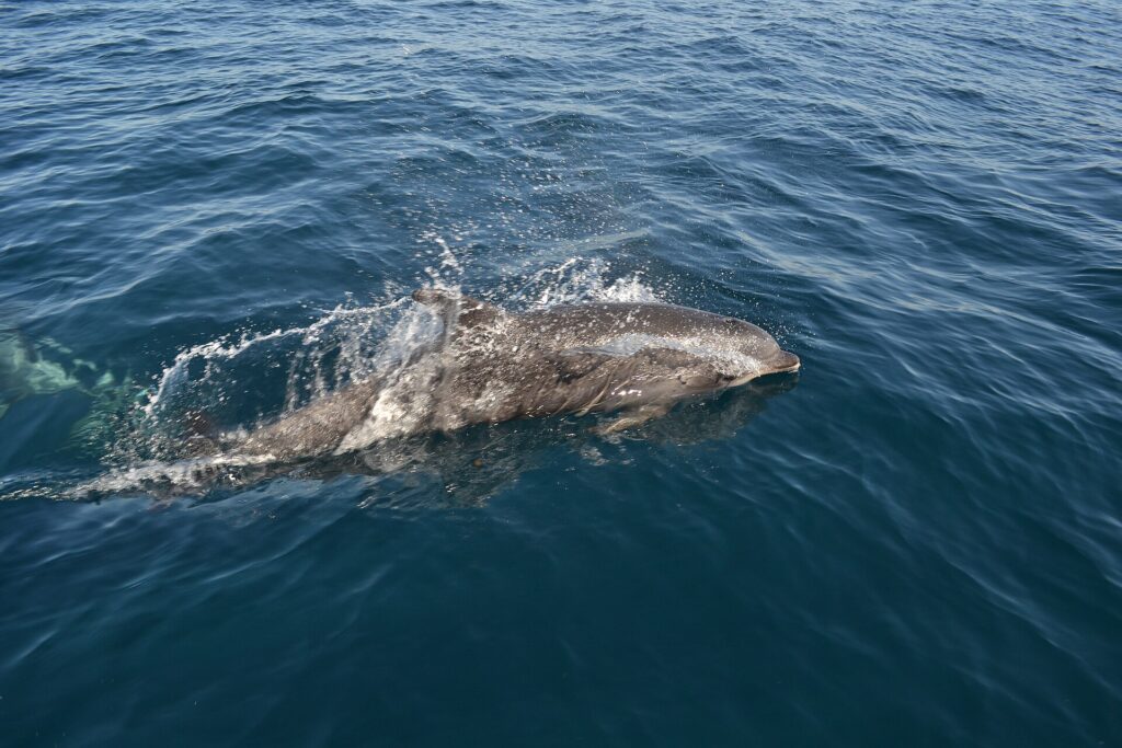 Un tursiope grigio emerge accanto a una barca, con la testa a destra, in uno spruzzo d'acqua: il rostro corto, la fronte arrotondata e la pinna dorsale; un secondo delfino nuota sott'acqua a sinistra