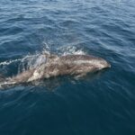Un tursiope grigio emerge accanto a una barca, con la testa a destra, in uno spruzzo d'acqua: il rostro corto, la fronte arrotondata e la pinna dorsale; un secondo delfino nuota sott'acqua a sinistra