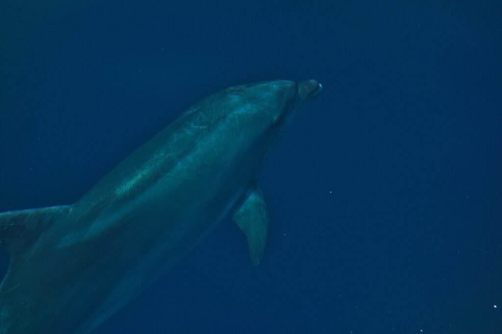 Un tursiope visto da vicino sott'acqua, di tre quarti dal basso: il rostro corto e spesso sotto la fronte bombata, la pinna pettorale e la pelle grigia rigata di sottili graffi