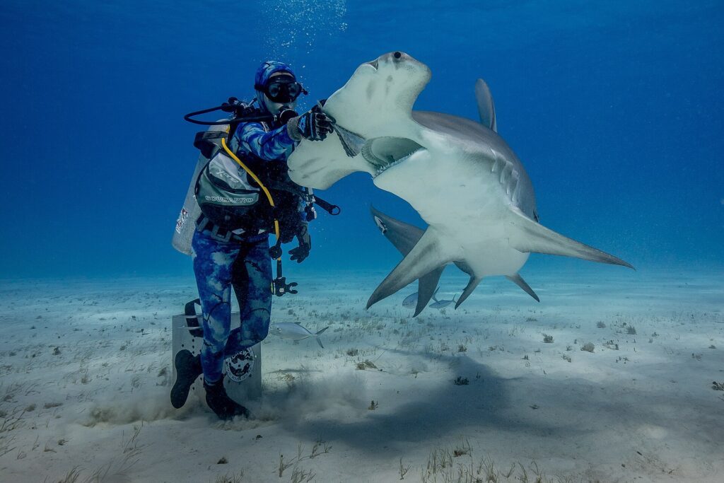 Un sub in piedi sulla sabbia posa la mano guantata sulla testa di uno squalo martello maggiore che si impenna a bocca aperta, con il ventre bianco e l'ampio martello ben visibili